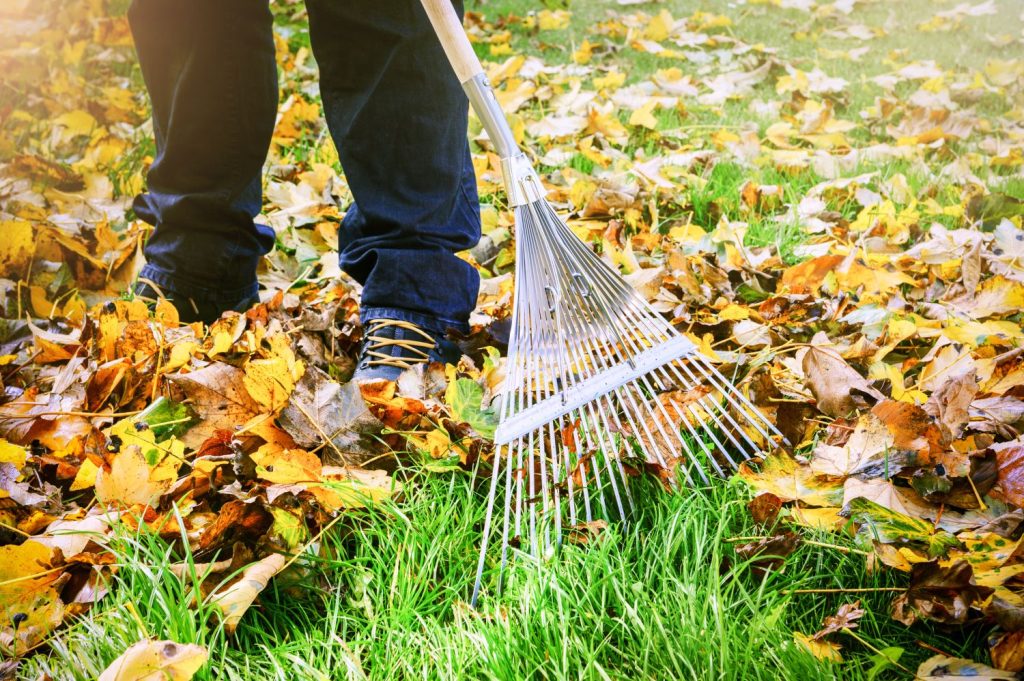 Person raking up fallen leaves