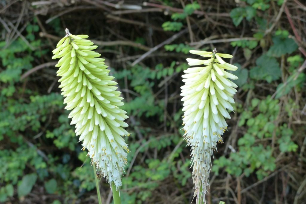 Two Kniphofia uvaria Ice Queen flowers
