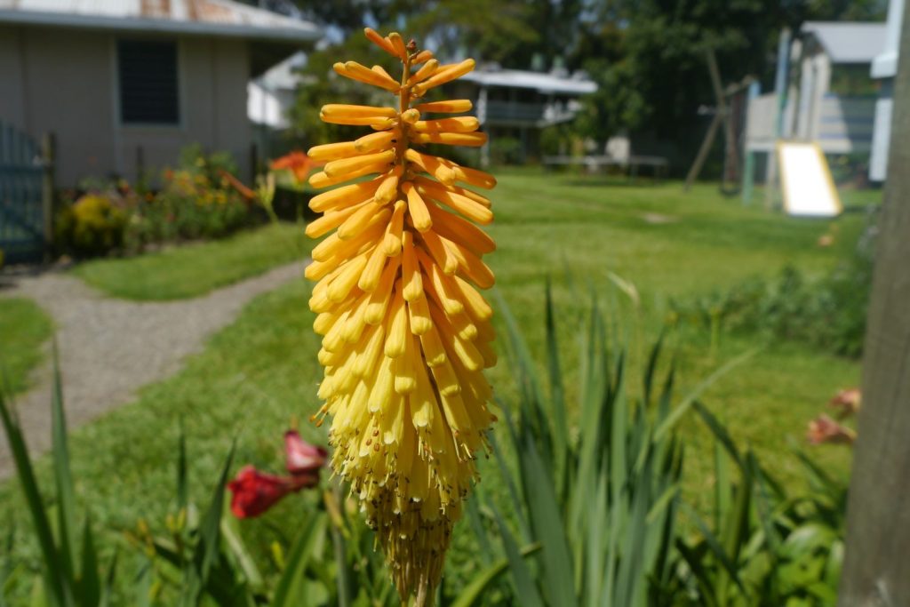 A single red-hot poker plant in bloom