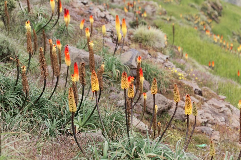 Red-hot poker flowers in the wild