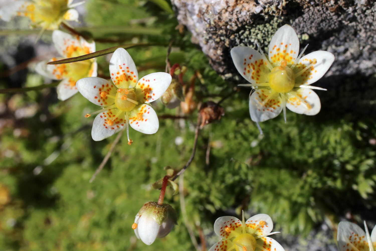 Saxifrage varieties: the most beautiful at a glance - Plantura