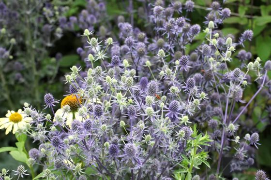 Sea holly: planting, care & winter hardiness