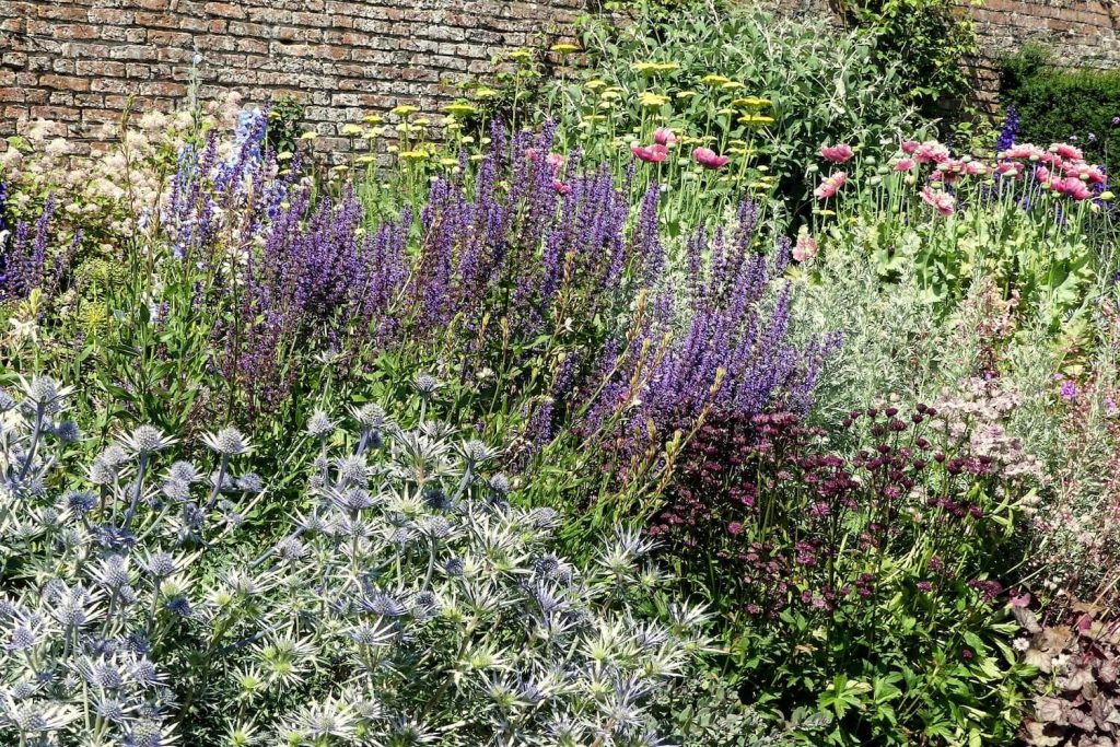 Sea holly with companion plants