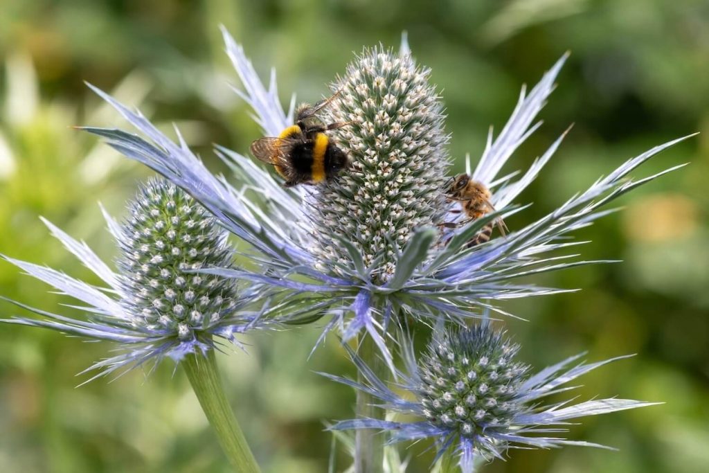 Bee on sea holly