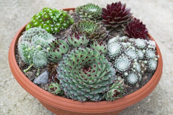 Types of Sempervivum: the most beautiful at a glance