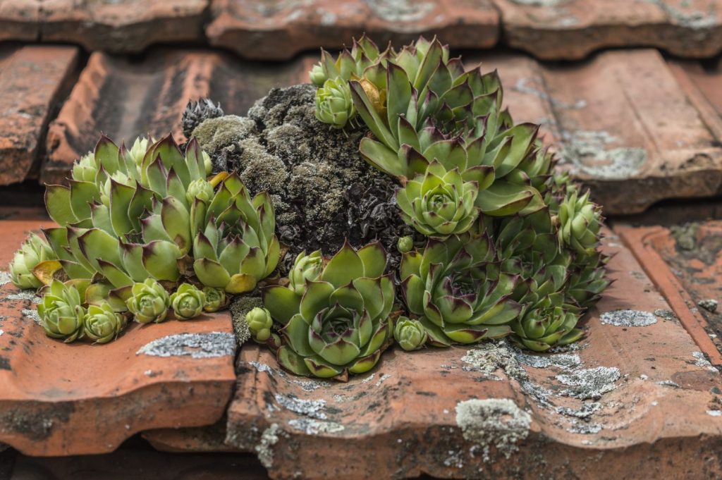 Sempervivum tectorum growing on roof tiles