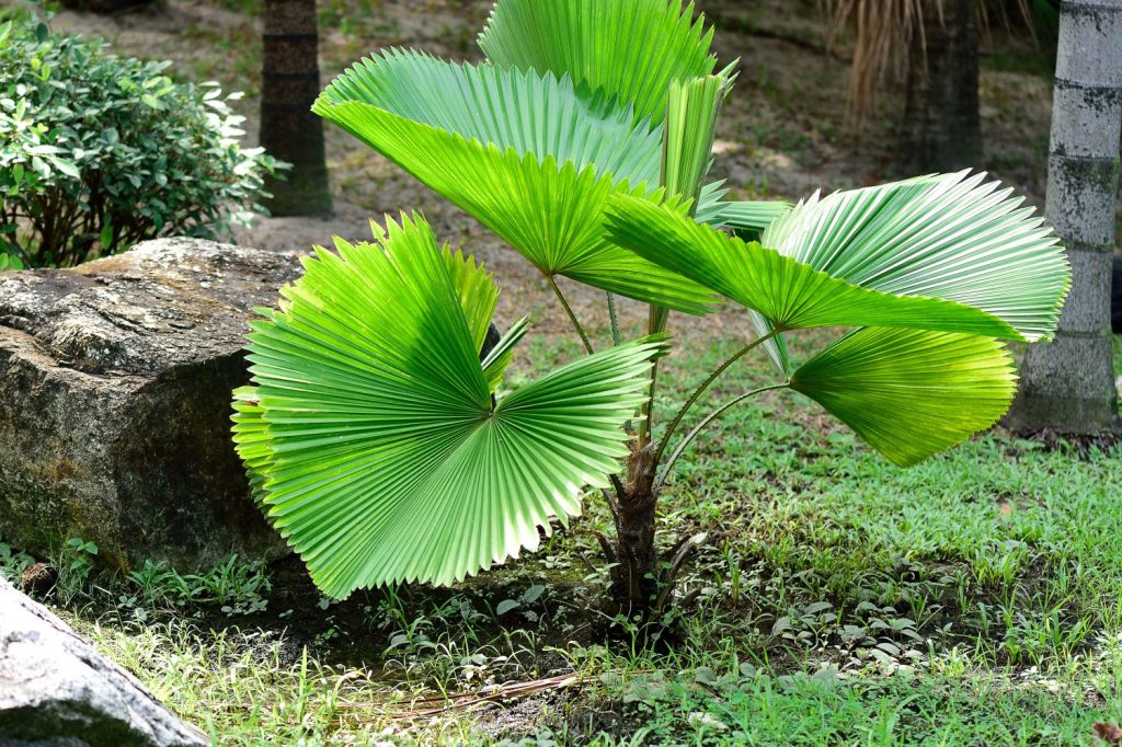 Licuala palm planted outdoors