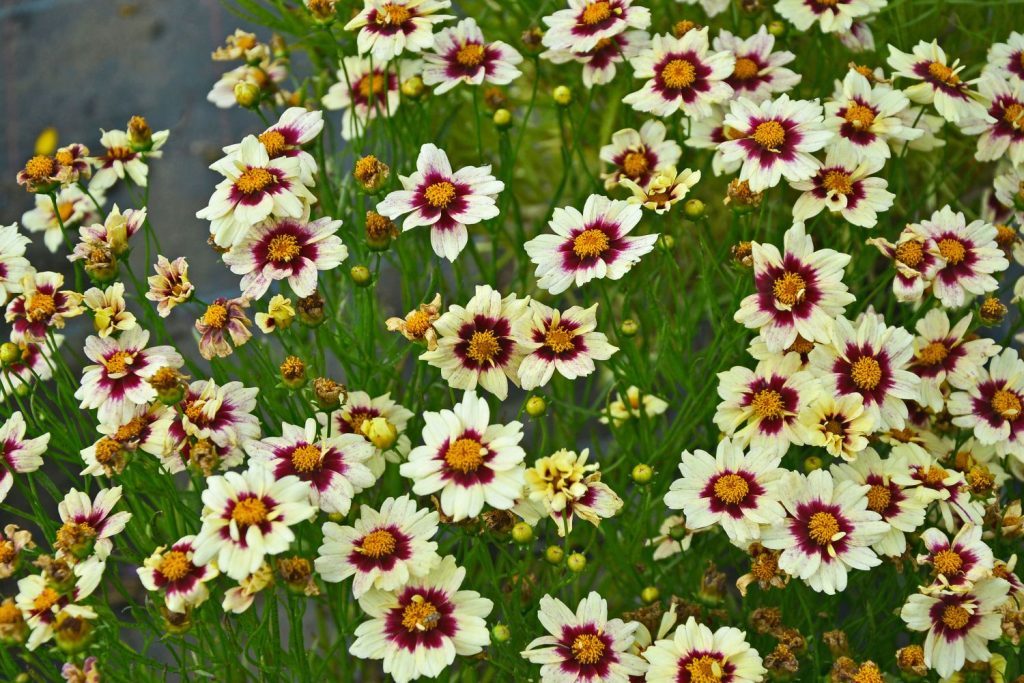 maroon and white ringed flowers