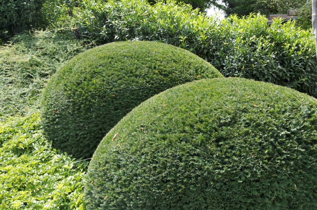 Spherical yew bush