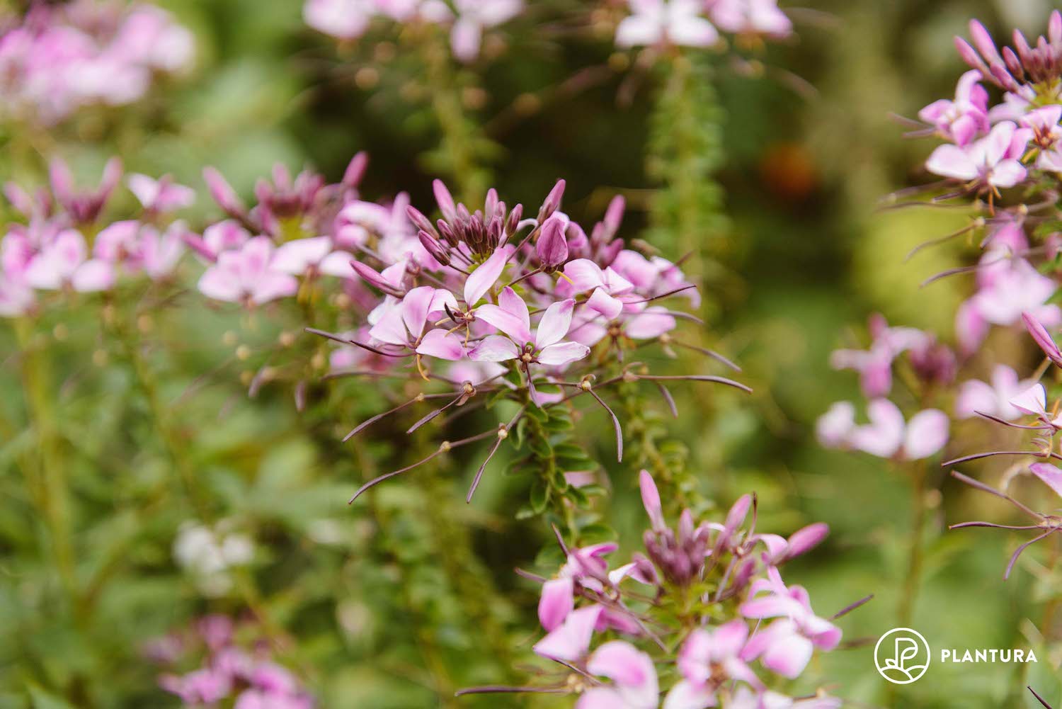 Spider flower sowing, overwintering & toxicity Plantura