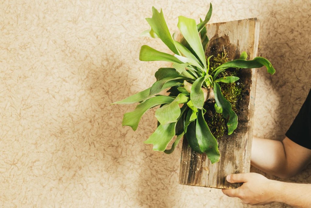 Staghorn fern on a wooden plank