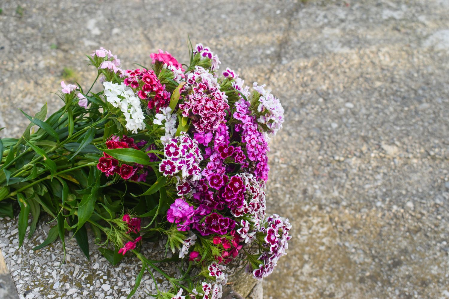Sweet Williams flowering, varieties & toxicity Plantura