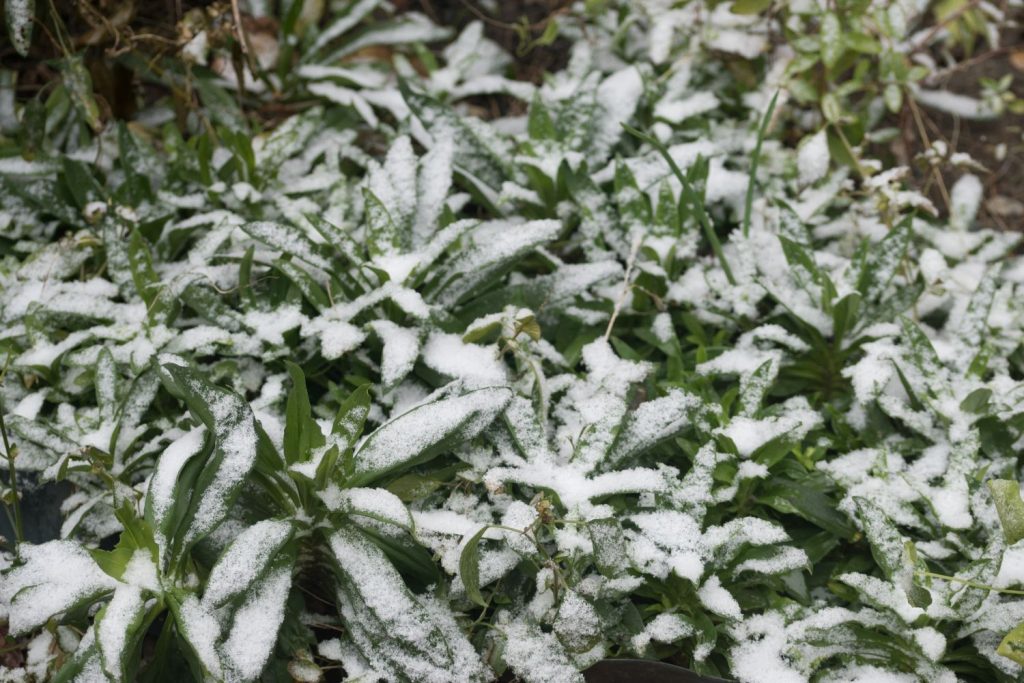 Snow covered sweet william