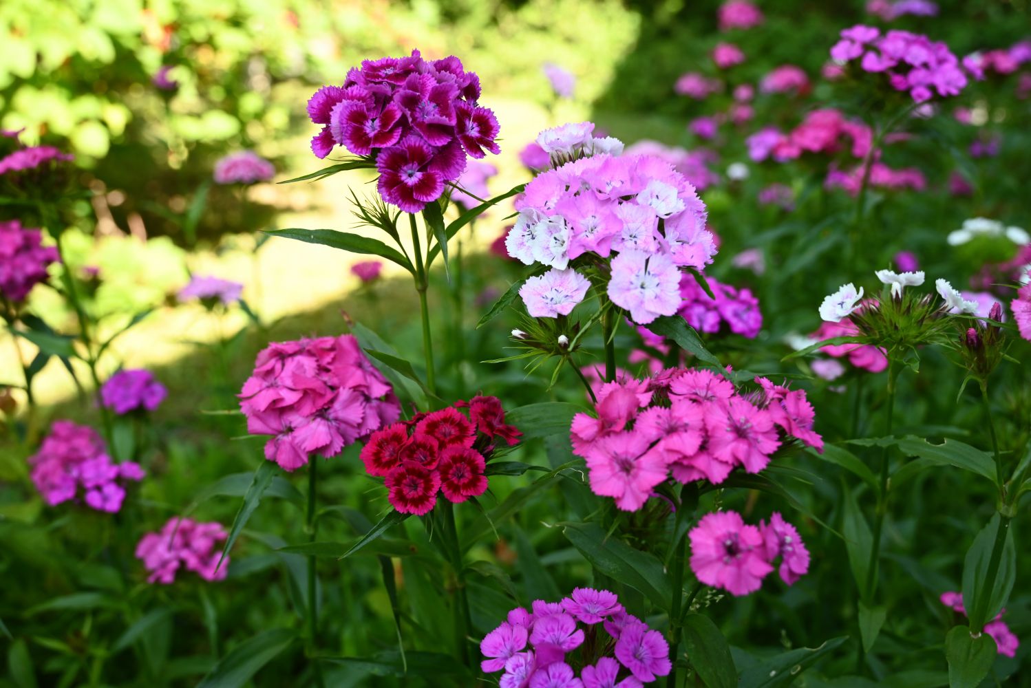 Dianthus: How To Care For The Sweet William Flower, 40% OFF