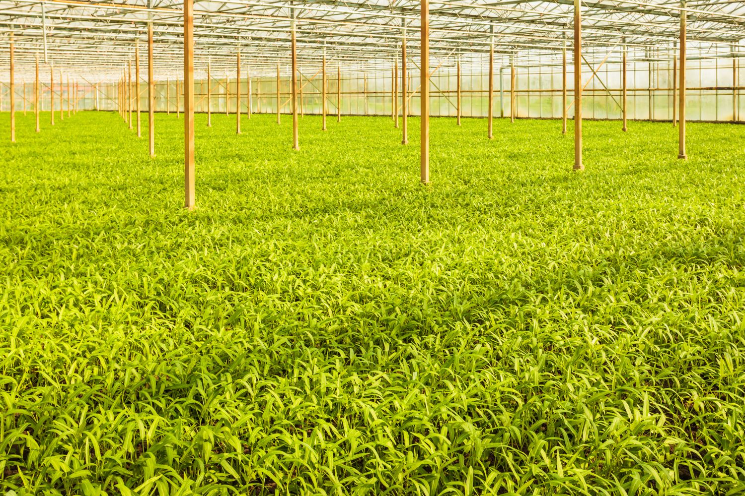 Water spinach growing, harvesting & benefits Plantura