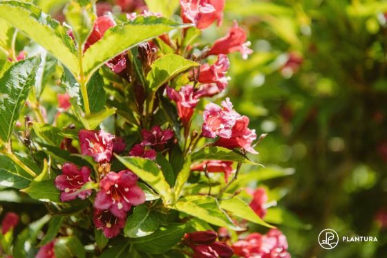 Weigela: location, care and flowering time