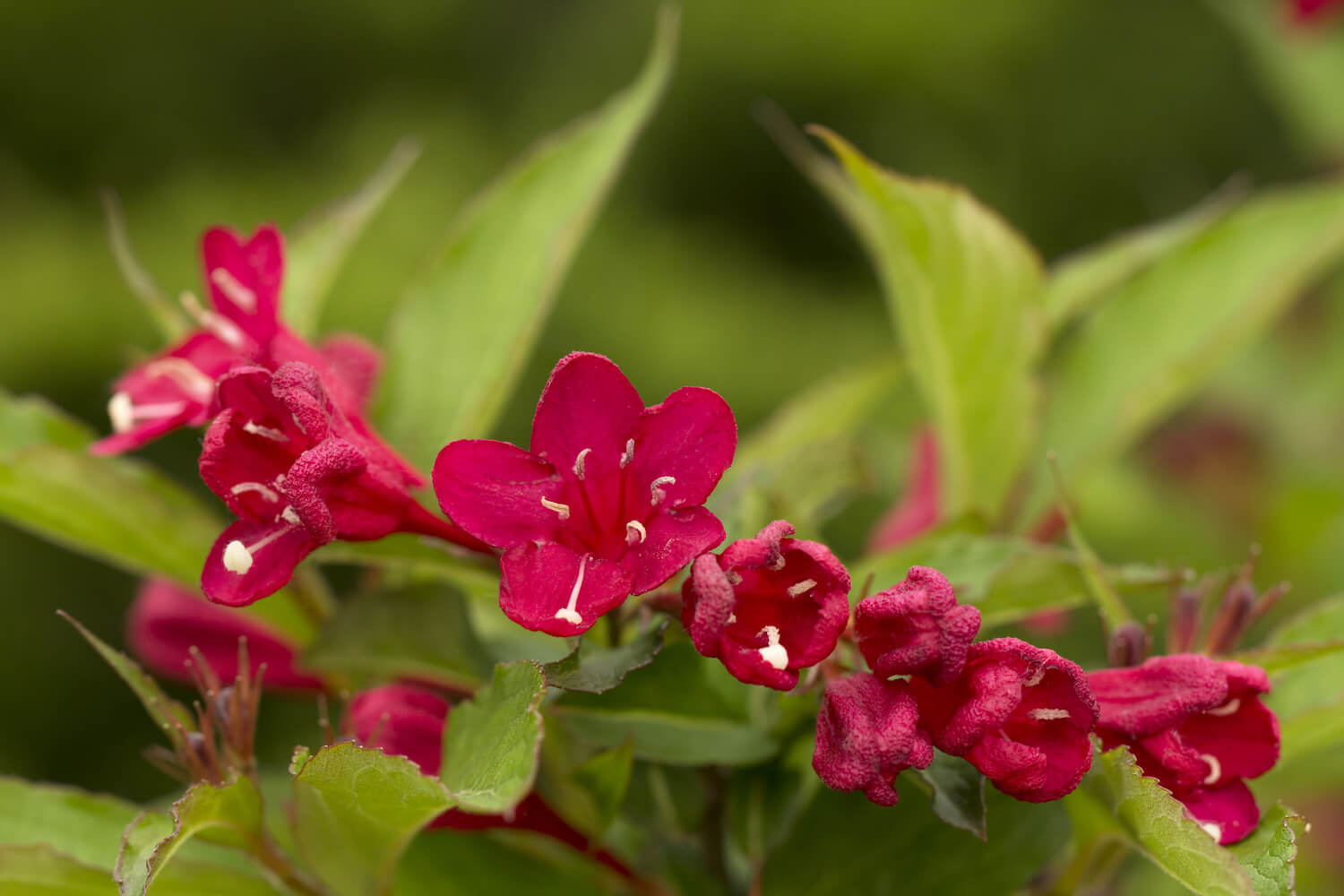 Weigela varieties the best ones for your garden Plantura