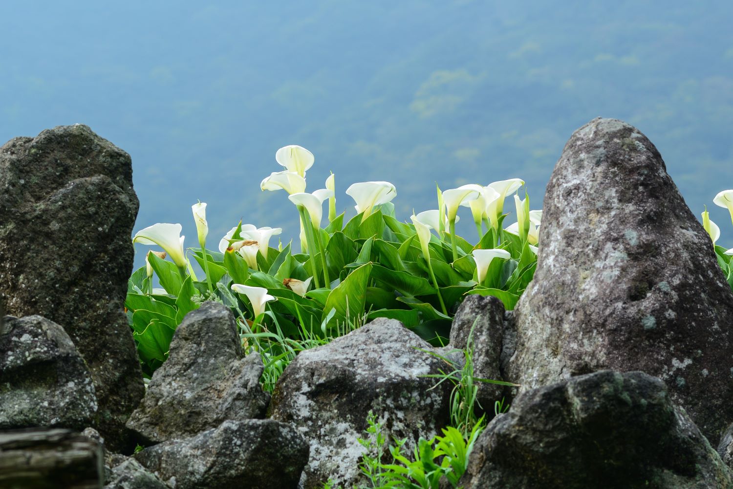 Caring For Calla Lilies Watering Fertilising Pruning Plantura   Wild Calla Lily Care 