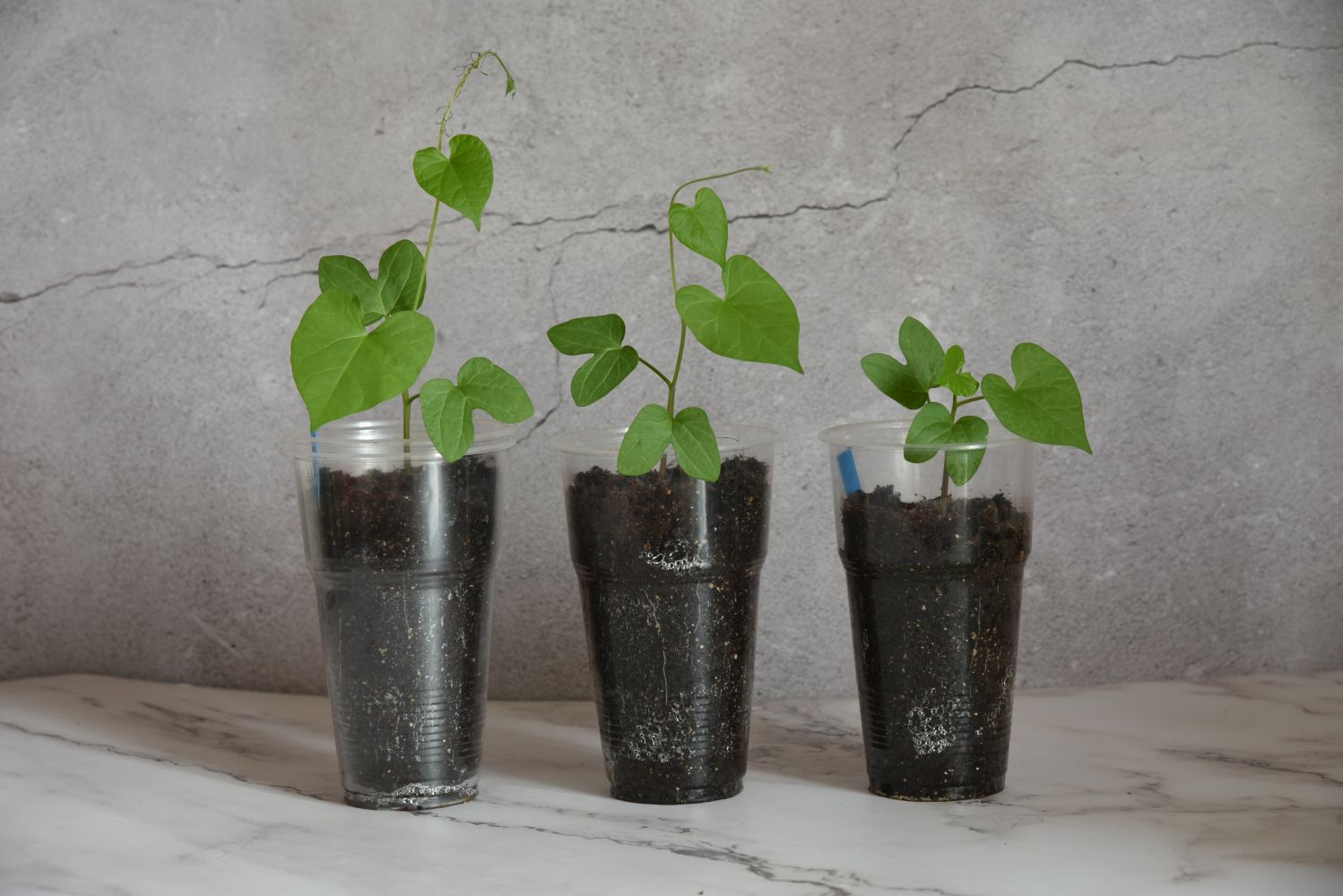 Morning glory: sowing, winter hardiness & toxicity - Plantura