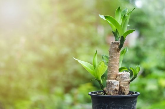 Dracaena fragrans: corn plant care & propagation