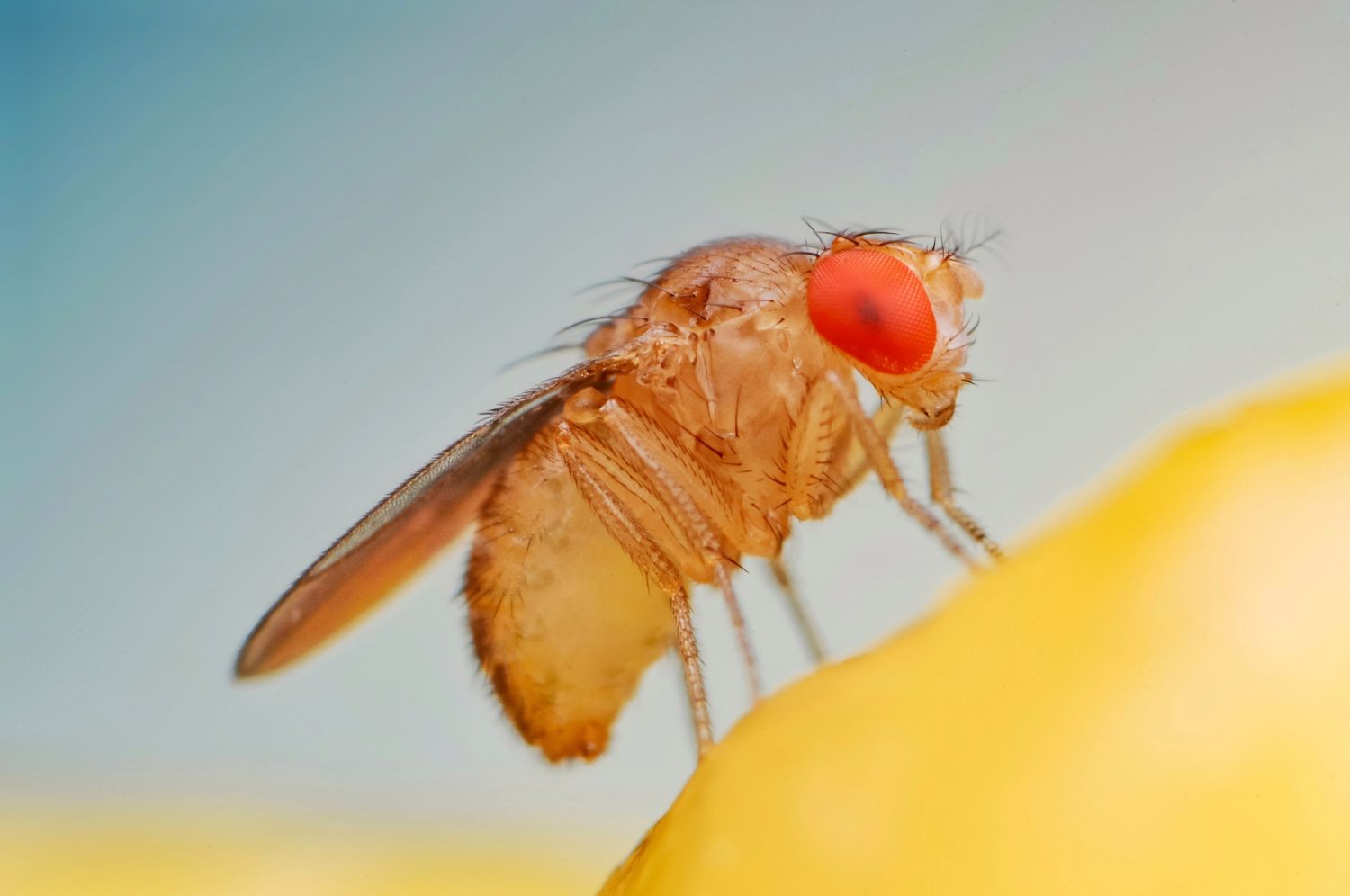 how-to-get-rid-of-fruit-flies-plantura