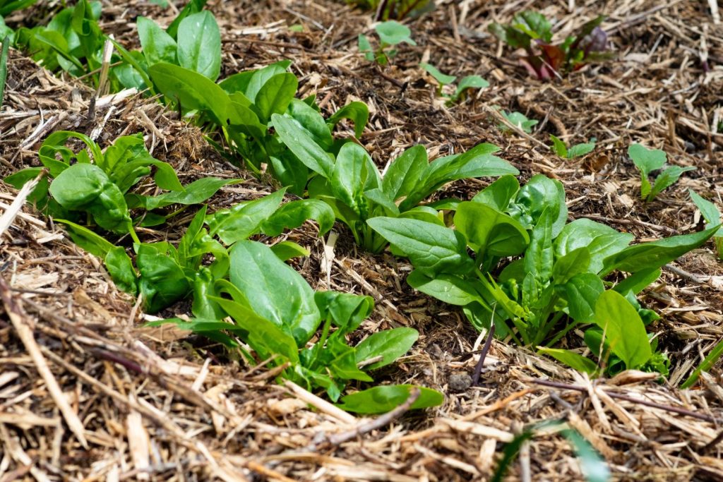 Mulch laid around young plants