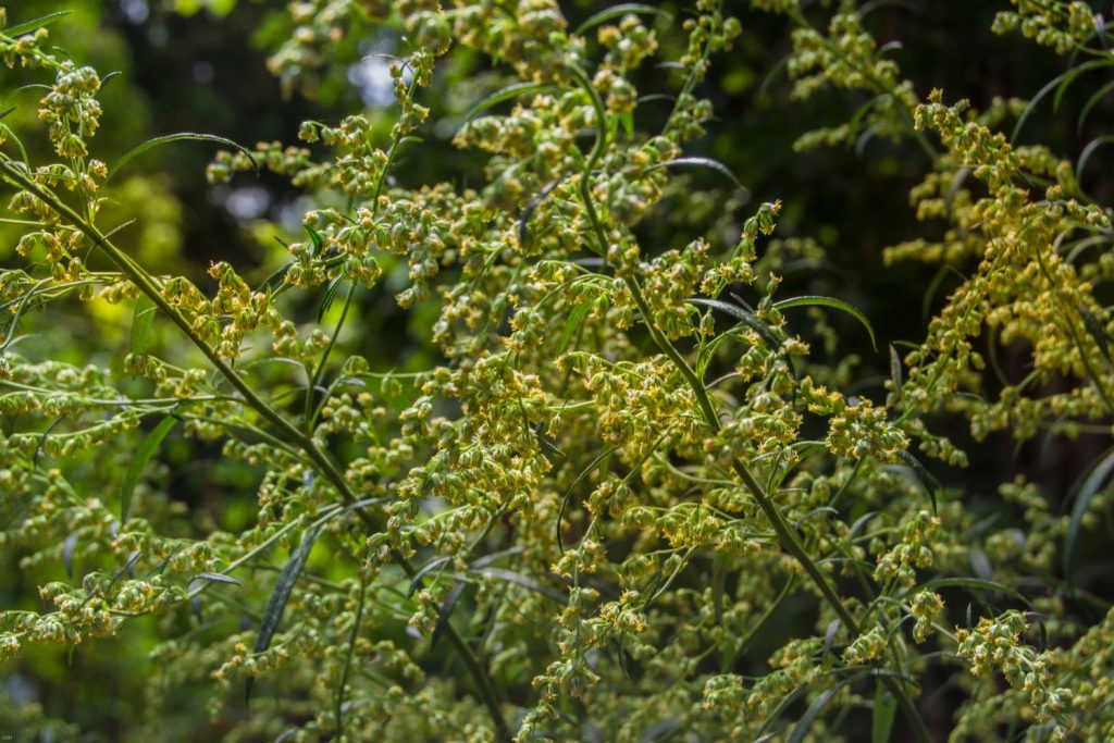 Mugwort plants in bloom