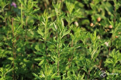 Mugwort: characteristics, cultivation & benefits of Artemisia plants