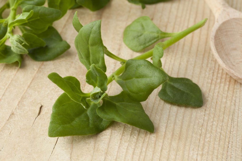 New Zealand spinach stem tips