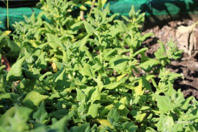 New Zealand spinach: sowing, harvesting & preparation