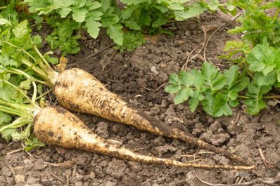 Harvesting parsnips: when to harvest & how to store them