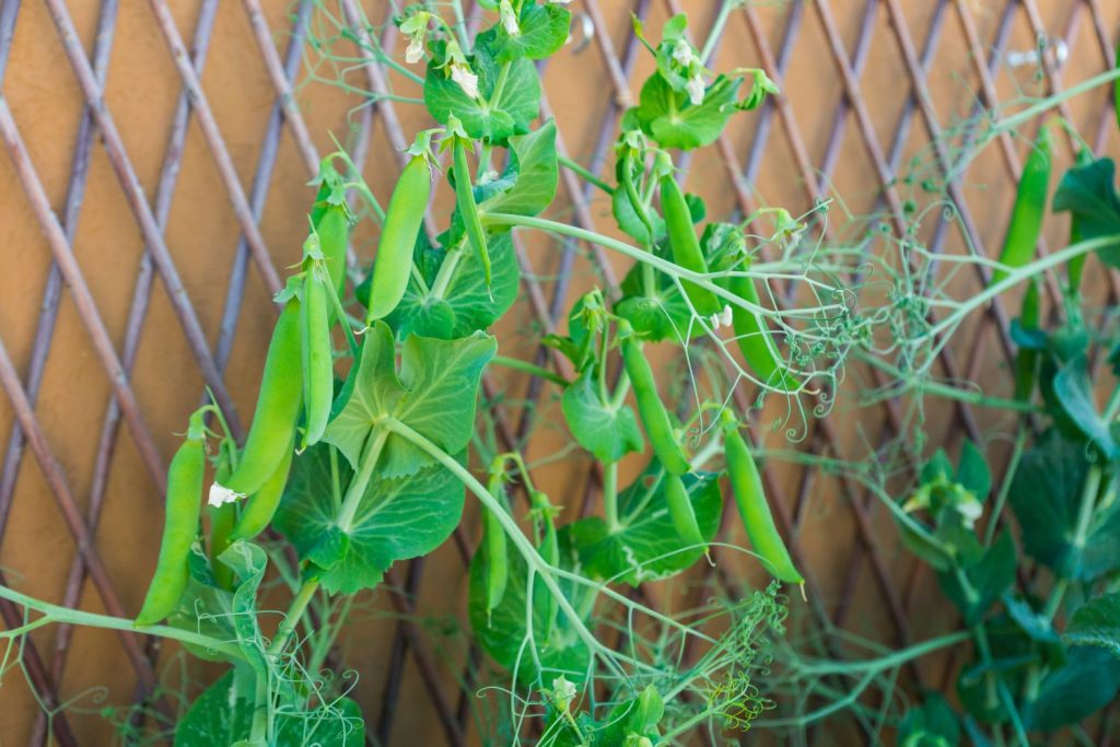 Peas growing up bamboo trellis