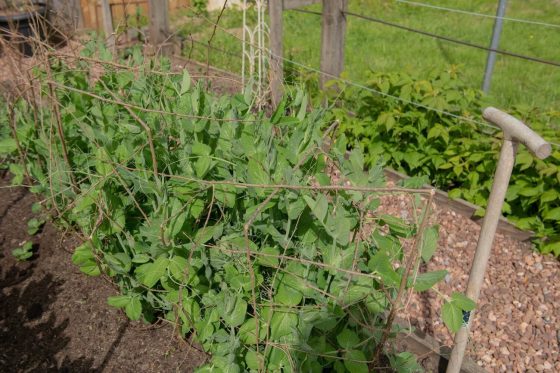 Supporting peas: how to use a trellis to support peas