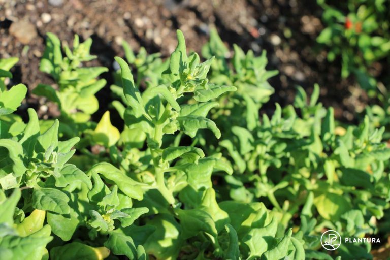 New Zealand Spinach Sowing Harvesting Plantura   Pregrow New Zealand Spinach 768x512 