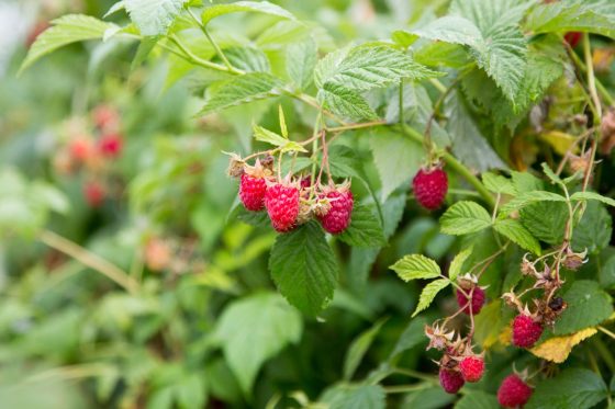 Raspberries: leaves, flowers & care