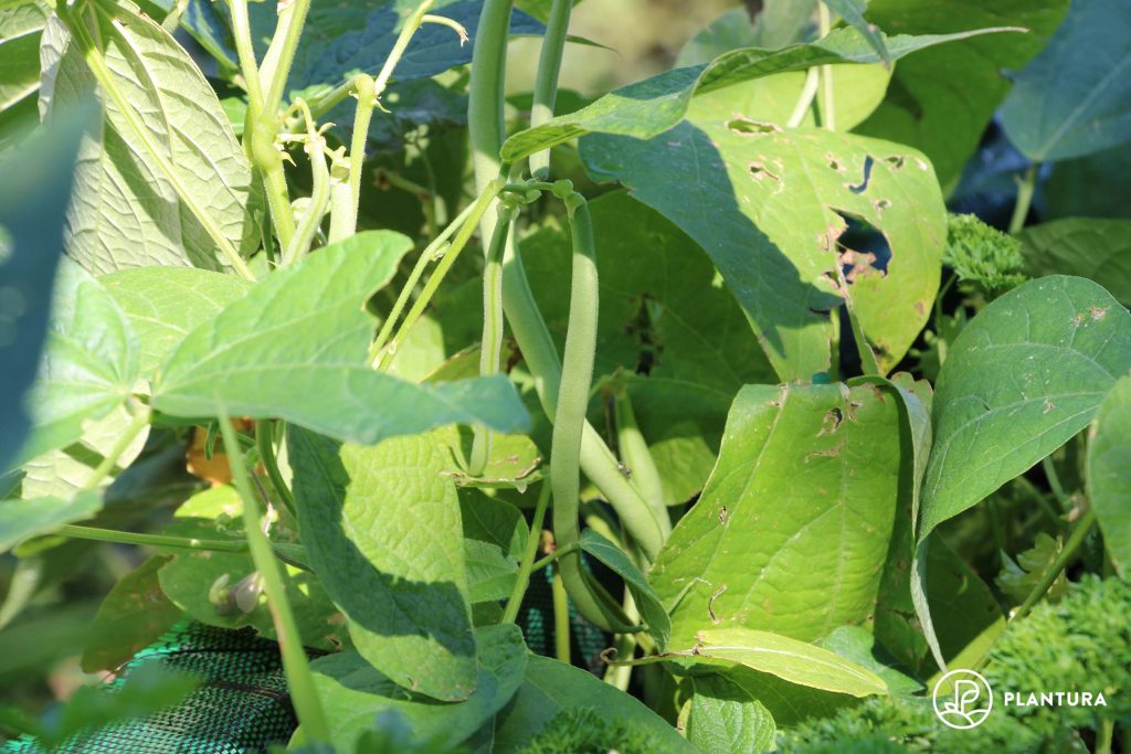 French beans on a plant