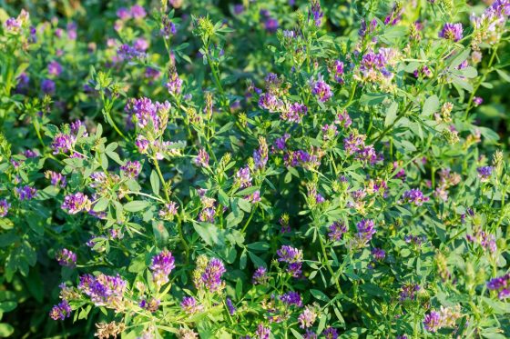 Alfalfa: growing, harvesting & benefits
