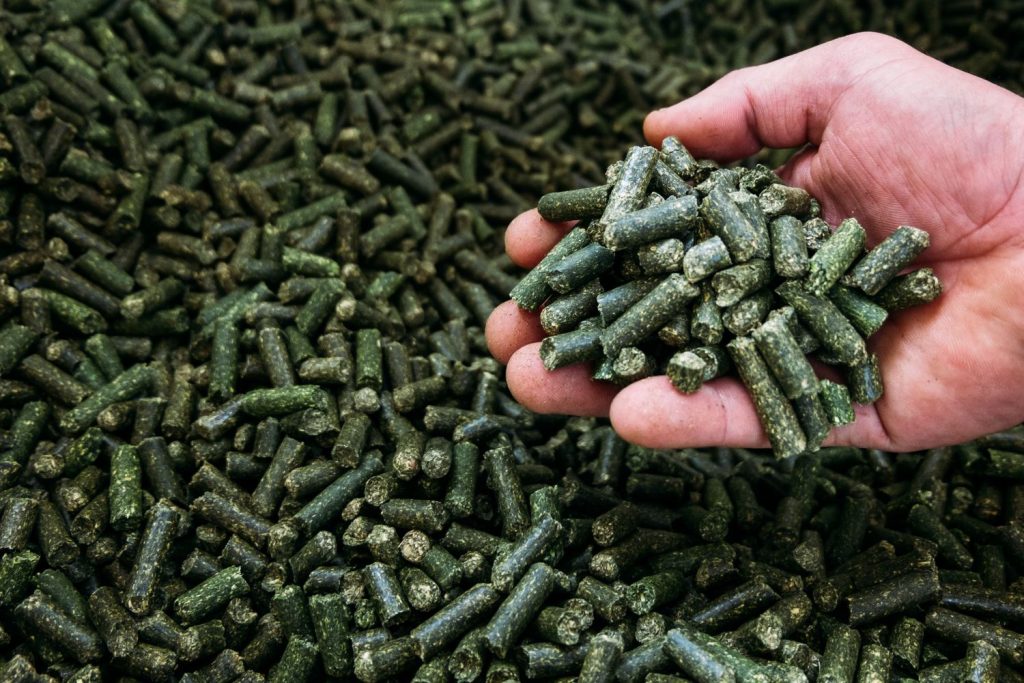 A hand holding alfalfa pellets