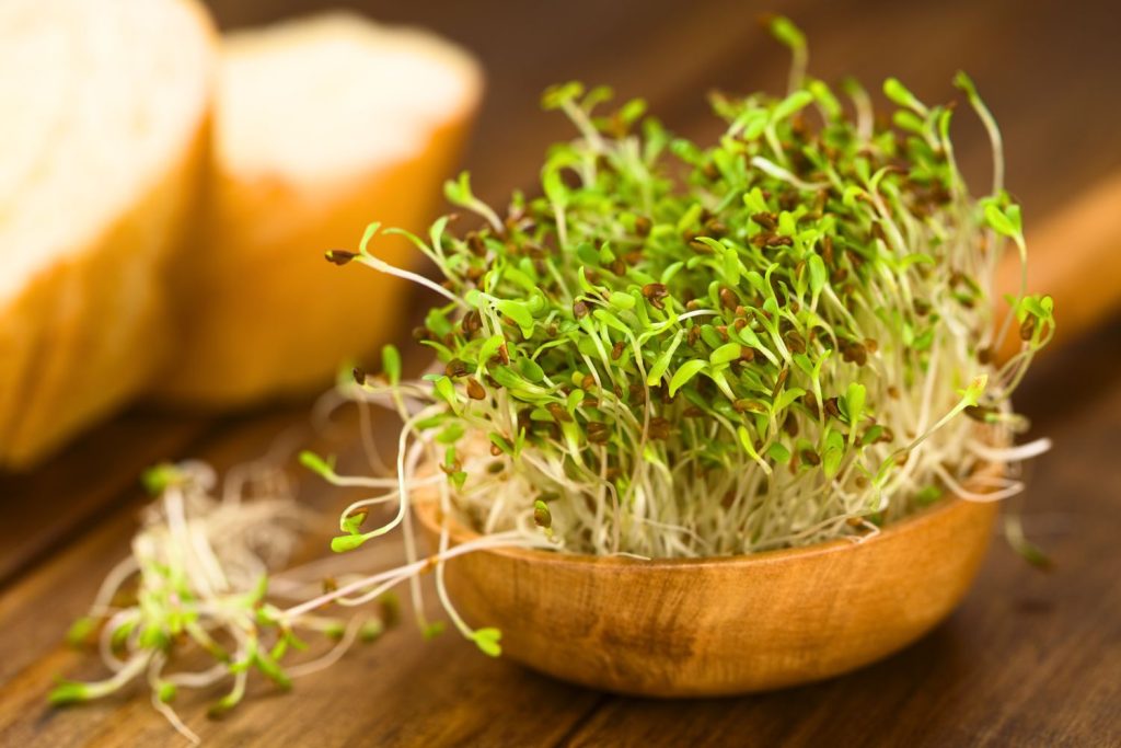 benefits of alfalfa plant in your garden