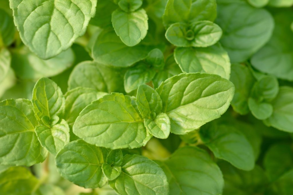 close-up of basil mint