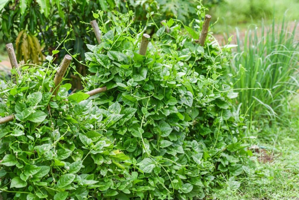 lush Malabar spinach climbs trellis