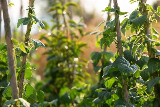 Bean support: why & how to use a bean trellis