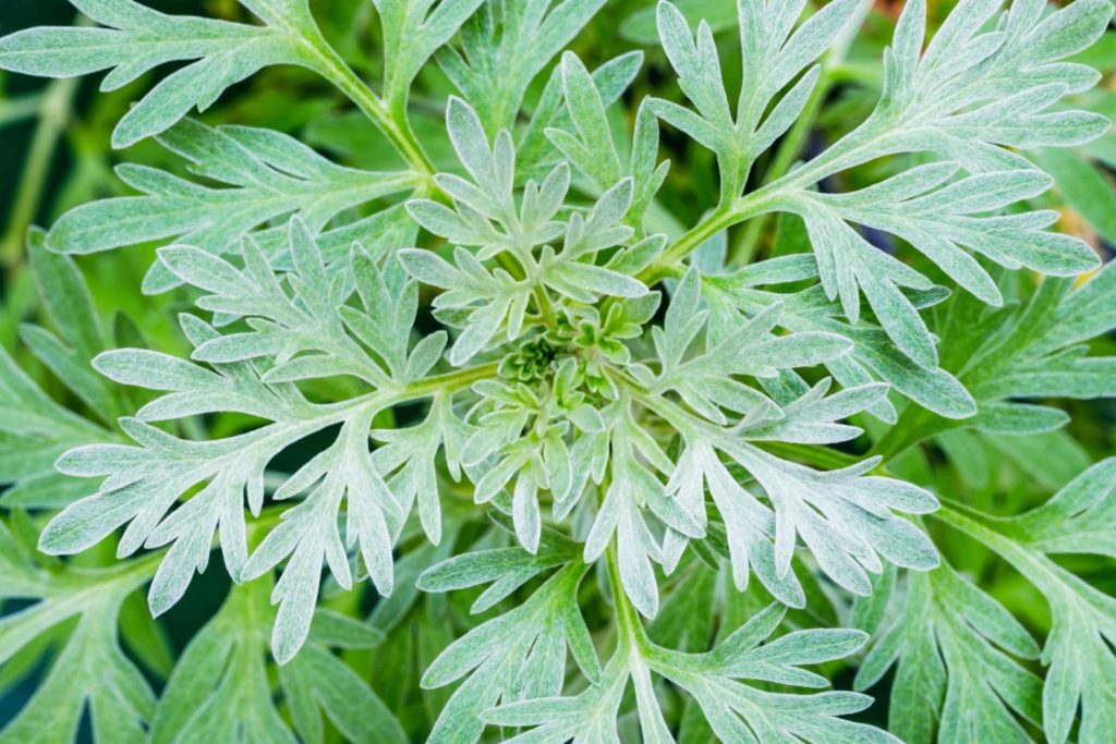Close-up of leaves of common wormwood