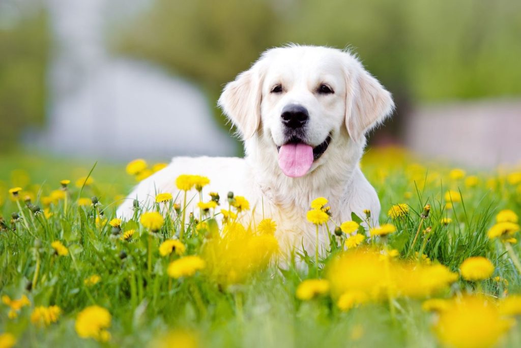 Dog in field of dandelions