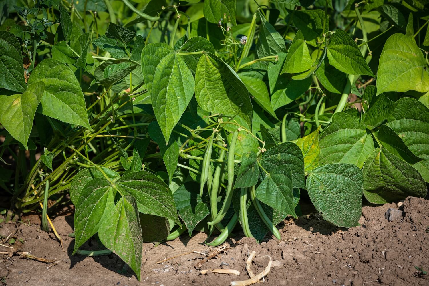 bean-support-why-how-to-use-a-bean-trellis-plantura