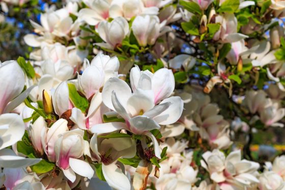 Feeding magnolias: when, how & the best magnolia feed