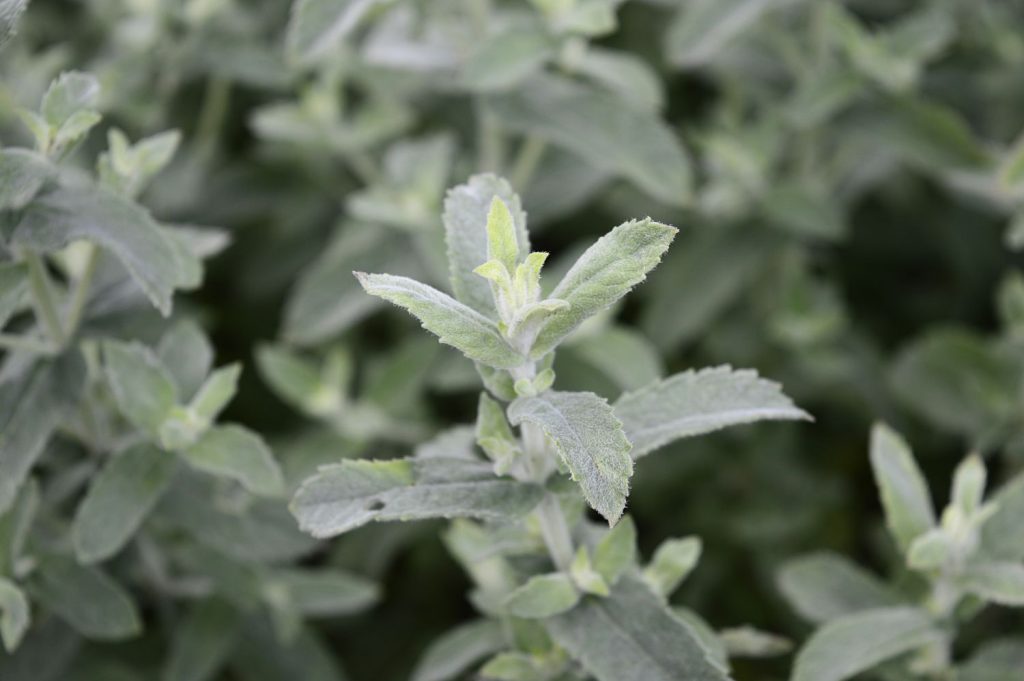 soft and elongated mint leaves