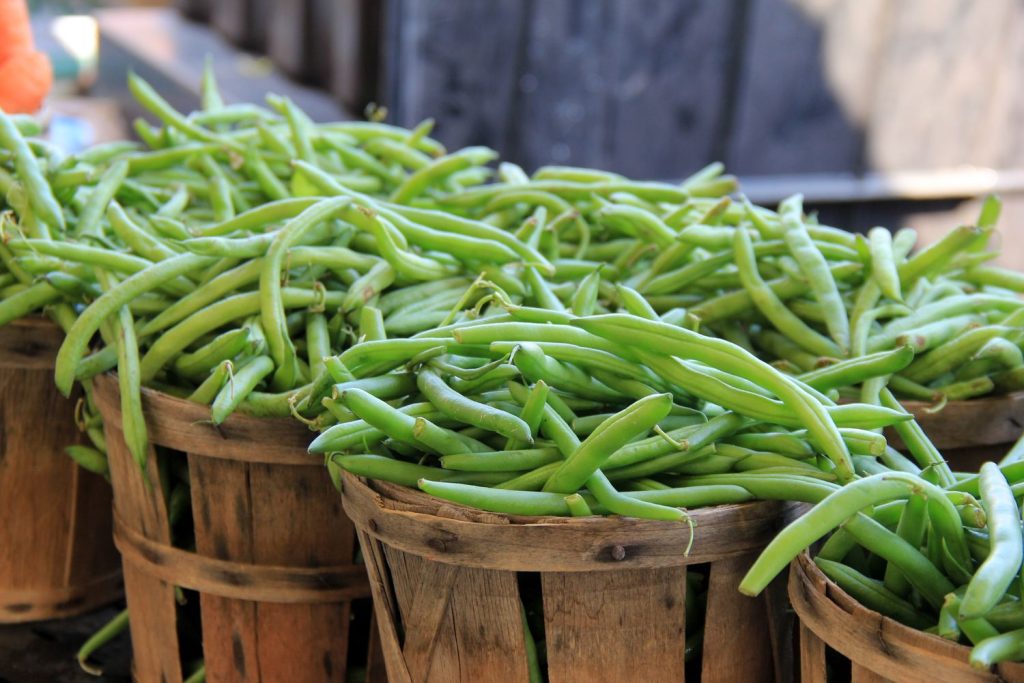 Buckets of harvested French beans