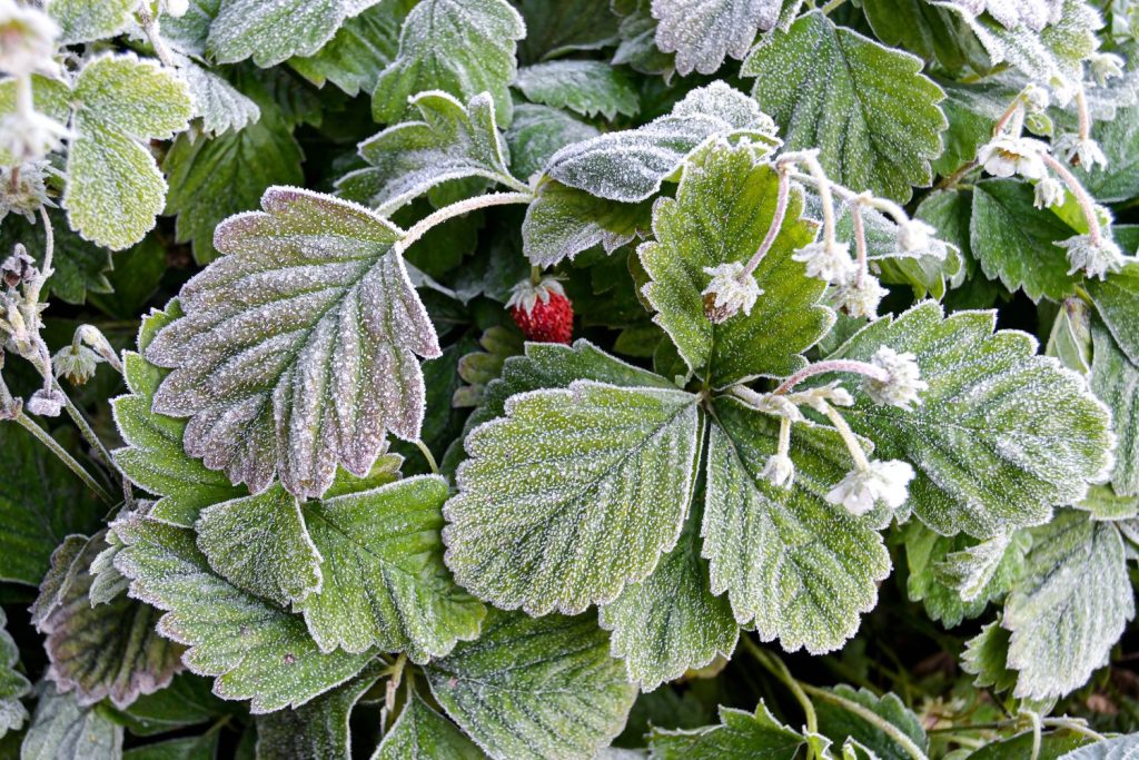 Strawberry plant in the frost