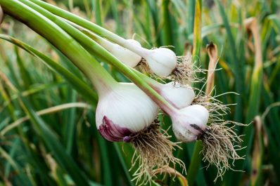 Growing garlic: when, where & how to plant garlic